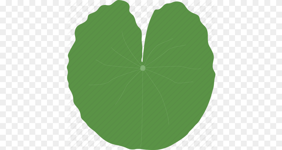 Big Jungle Leaf Leaves Plant Tropical Water Icon, Green, Flower, Herbal, Herbs Free Png