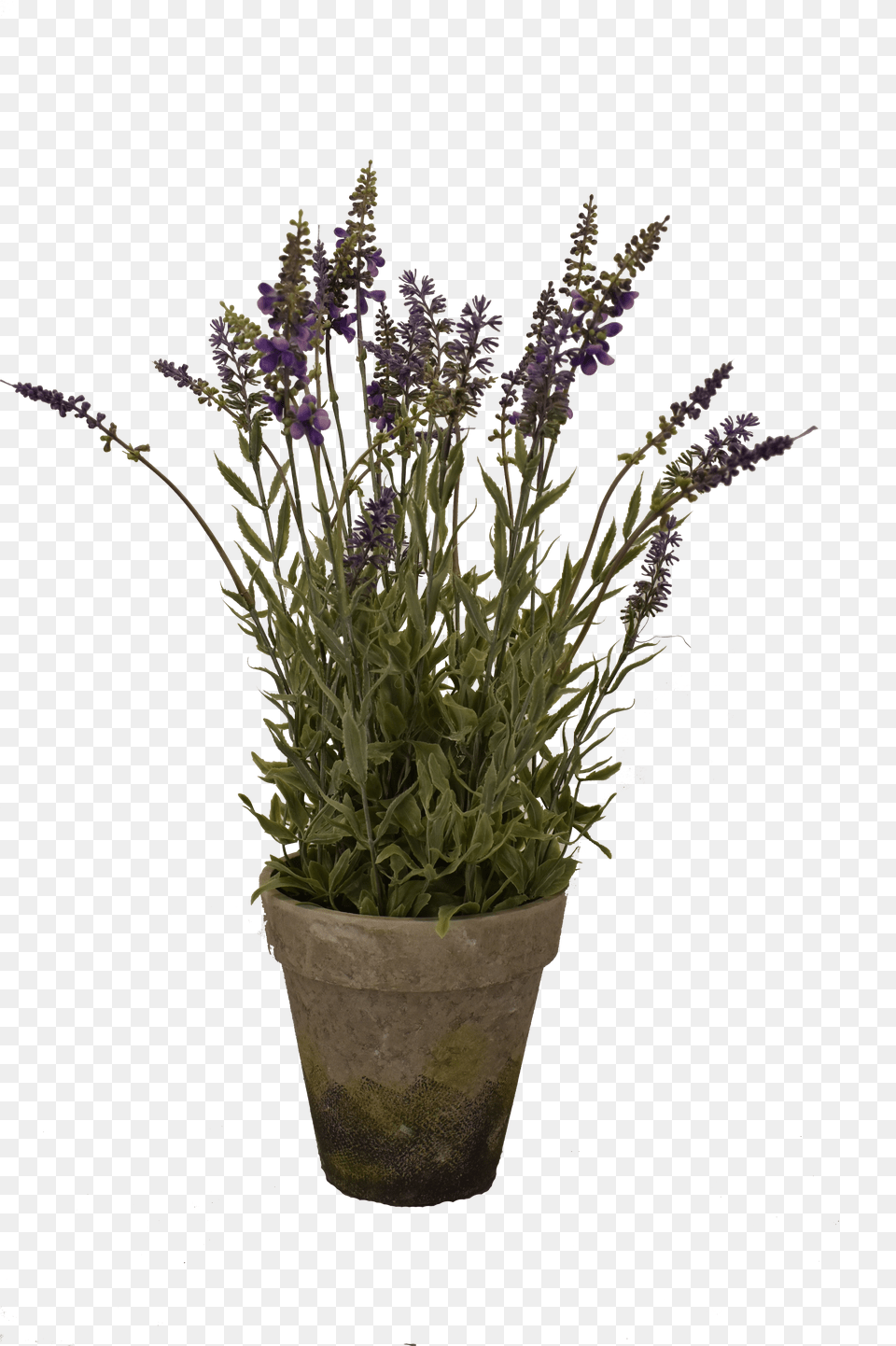 Big Lavender Pot English Lavender Png