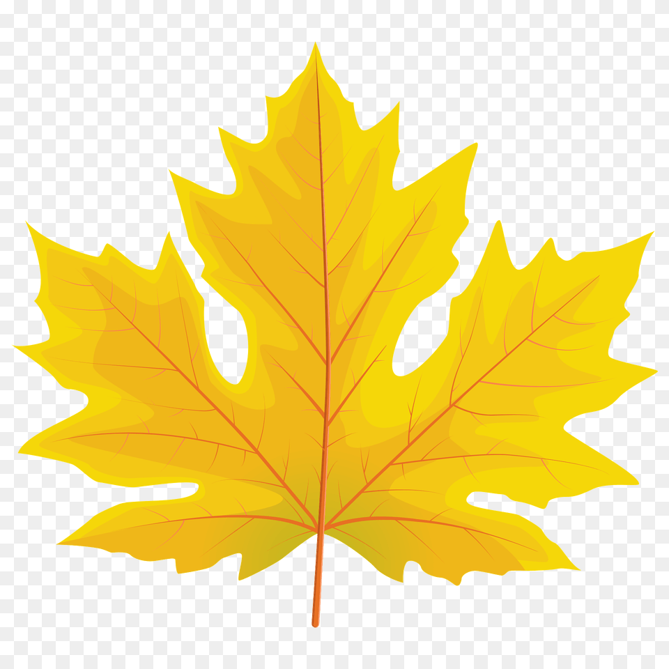 Big Leaf Maple Autumn Leaf Clipart, Plant, Tree, Maple Leaf Free Transparent Png