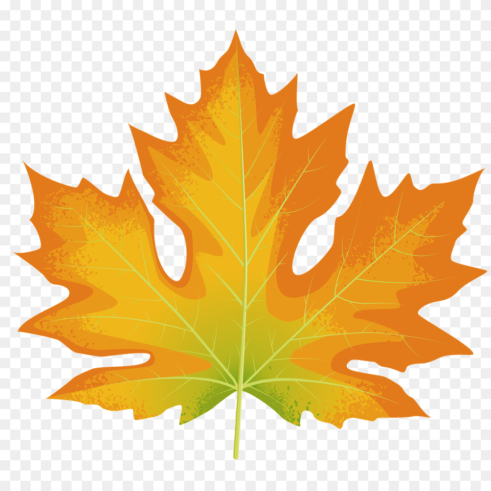 Big Leaf Maple Autumn Leaf Clipart, Plant, Tree, Maple Leaf Free Png Download