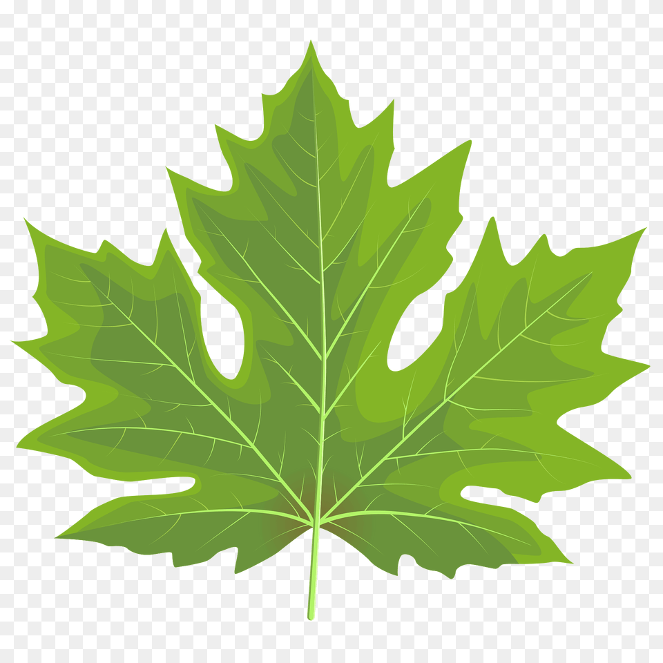 Big Leaf Maple Green Leaf Clipart, Plant, Tree, Maple Leaf Free Transparent Png