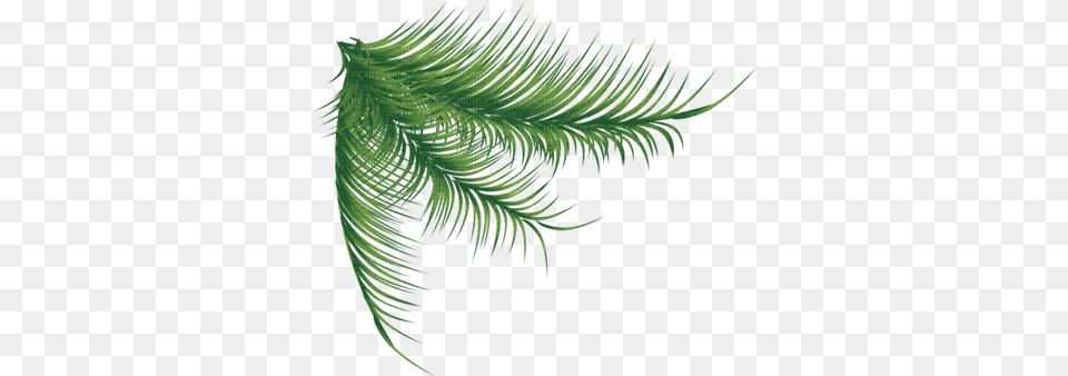 Big Leaf Tropical Plants Clipart Images Tree, Fern, Pattern, Plant, Accessories Free Png