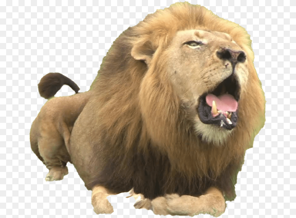 Big Lion Roar Transparent Transparent Background Lion, Animal, Mammal, Wildlife Png