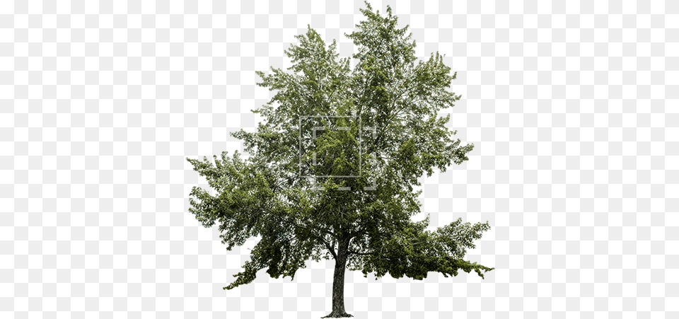 Big Maple Tree Immediate Entourage Pond Pine, Oak, Plant, Sycamore, Conifer Png