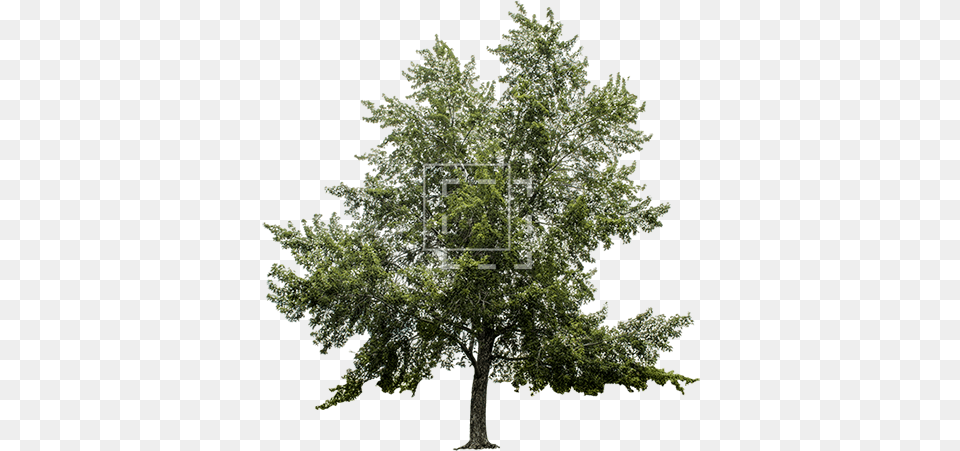 Big Maple Tree Tree, Conifer, Oak, Plant, Sycamore Free Png