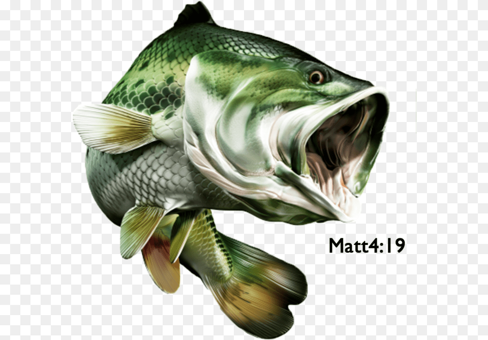 Big Mouth Bass, Animal, Fish, Sea Life, Cod Free Png