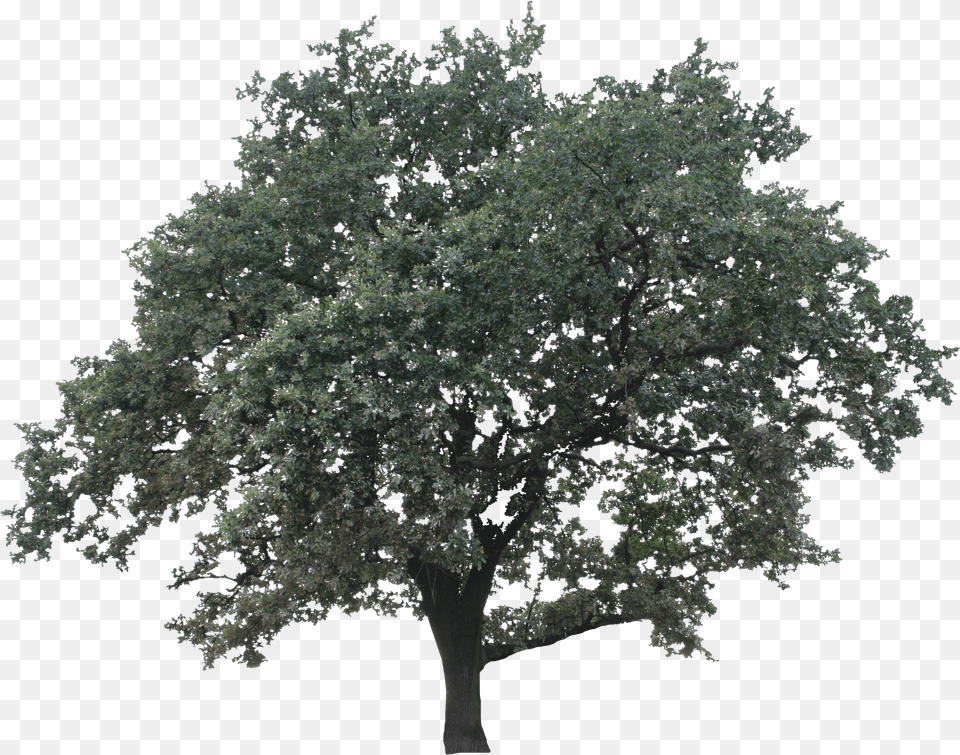 Big Oak Minimalist Oak Tree Png