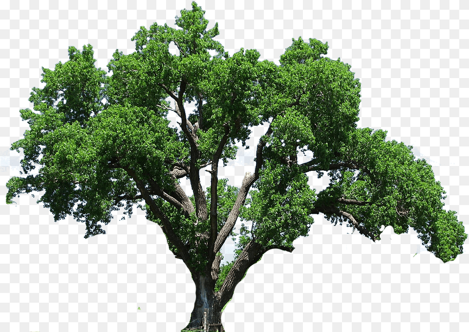 Big Oak Tree, Plant, Sycamore, Tree Trunk Free Png Download