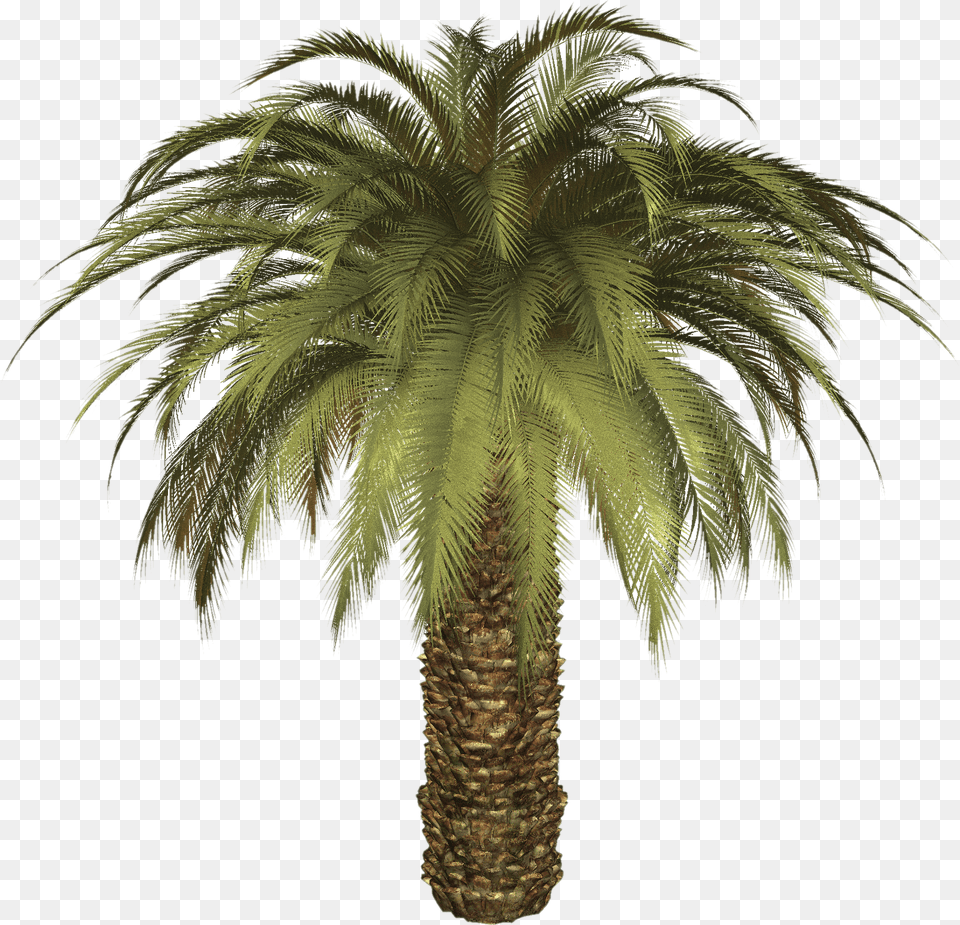 Big Palm Tree, Palm Tree, Plant Png