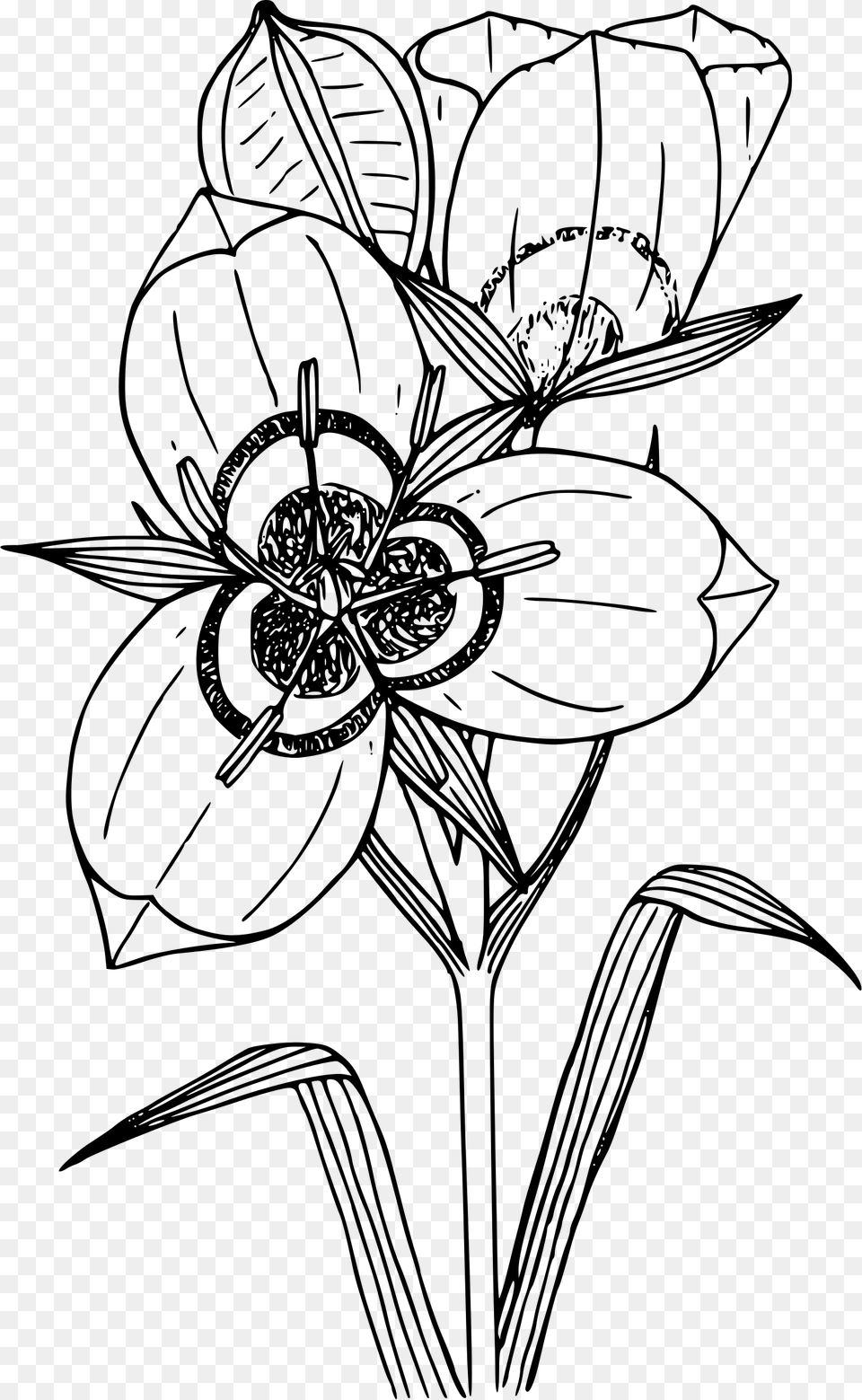 Big Podded Mariposa Lily Clip Arts Sego Lily Clipart, Gray Png Image