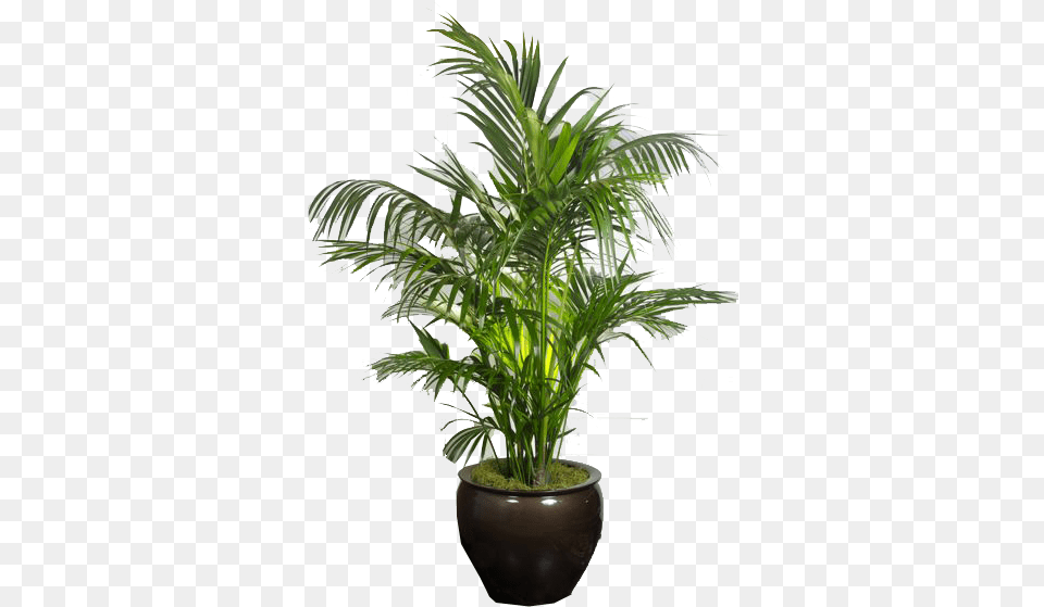Big Pot Indoor Plants, Palm Tree, Plant, Potted Plant, Tree Free Png