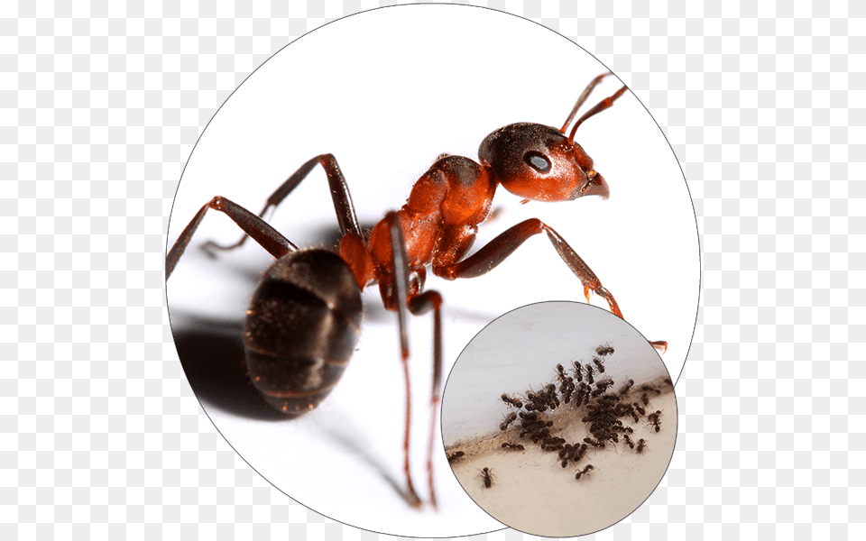Big Red Ant, Animal, Insect, Invertebrate Png
