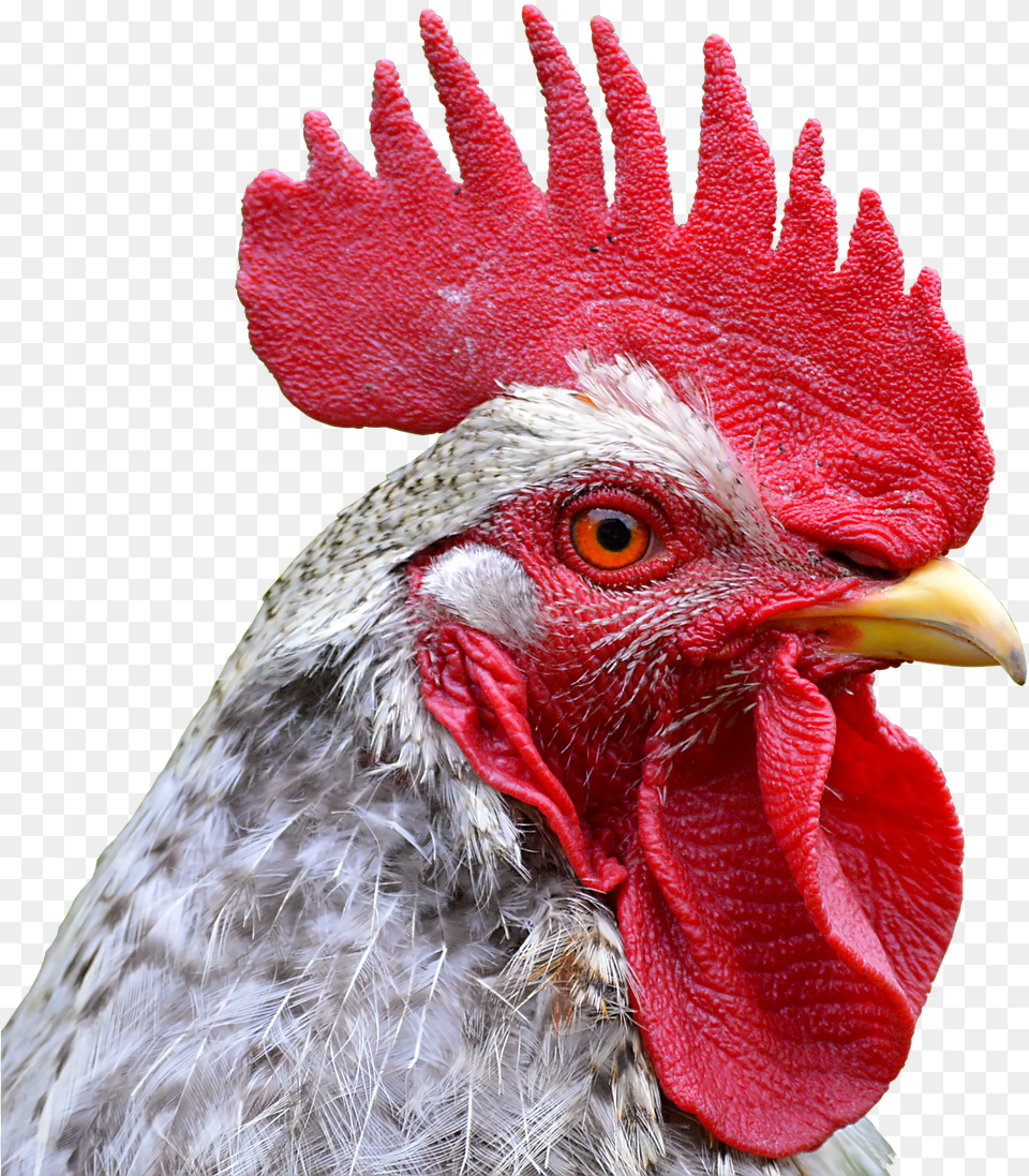 Big Rooster From Hi Hat, Animal, Bird, Chicken, Fowl Png