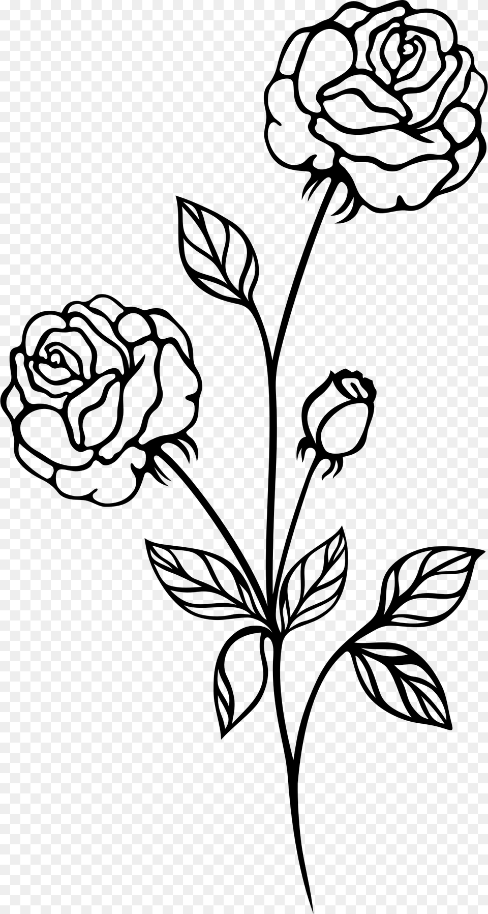 Big Rose Drawing At Getdrawings Rose Plant Black And White, Gray Free Png Download