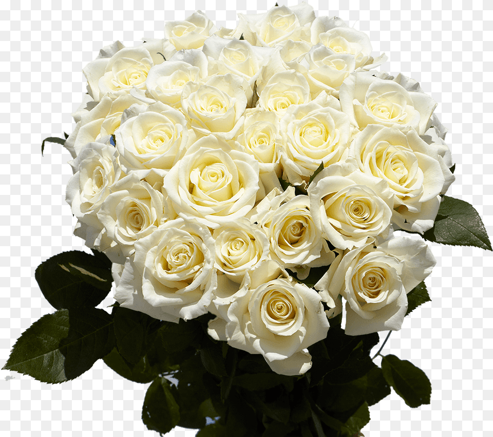 Big Roses Bouquets 2 Dozen White Special Flower Bouquet, Flower Arrangement, Flower Bouquet, Plant, Rose Png Image