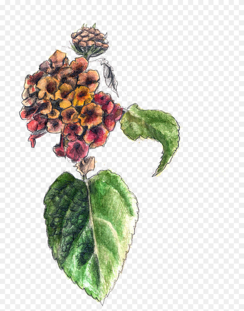 Big Sagered Sagewild Sage Lantana Camara Flower, Acanthaceae, Sprout, Bud, Plant Png