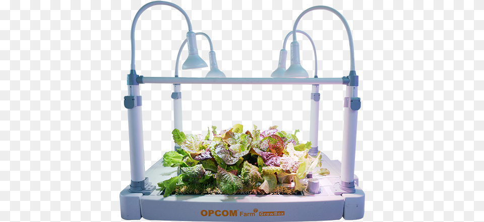 Big Scale Indoors Hydroponics, Food, Lettuce, Plant, Produce Png Image