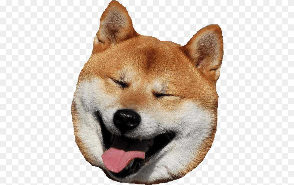 Big Shiba Inu Head Transparent Huge Shiba Inu Laughing, Animal, Canine, Dog, Husky Png Image