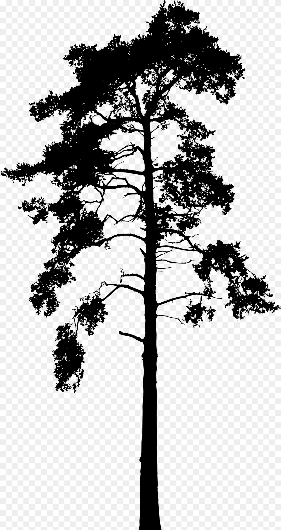 Big Skinny Pine Tree Silhouette Vector, Gray Free Transparent Png