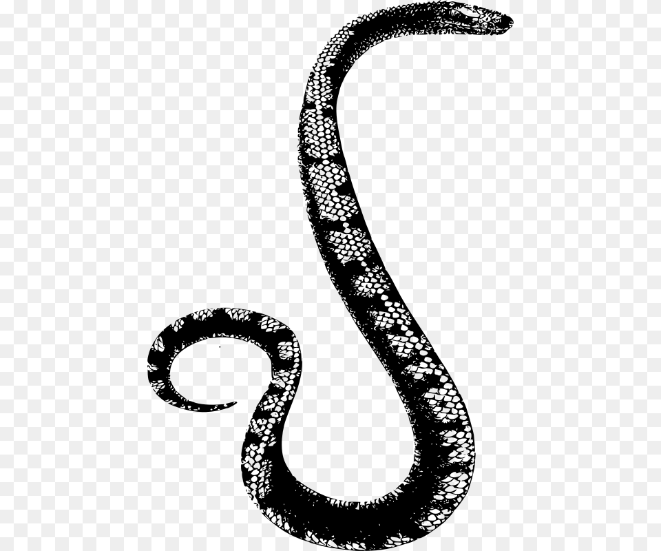 Big Snake, Gray Free Png