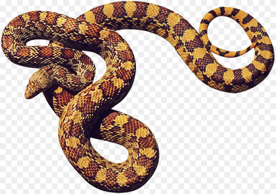 Big Snake Cobras Em, Animal, Reptile, King Snake Png Image