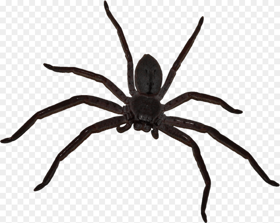 Big Spider Big Spider, Animal, Invertebrate Free Png Download