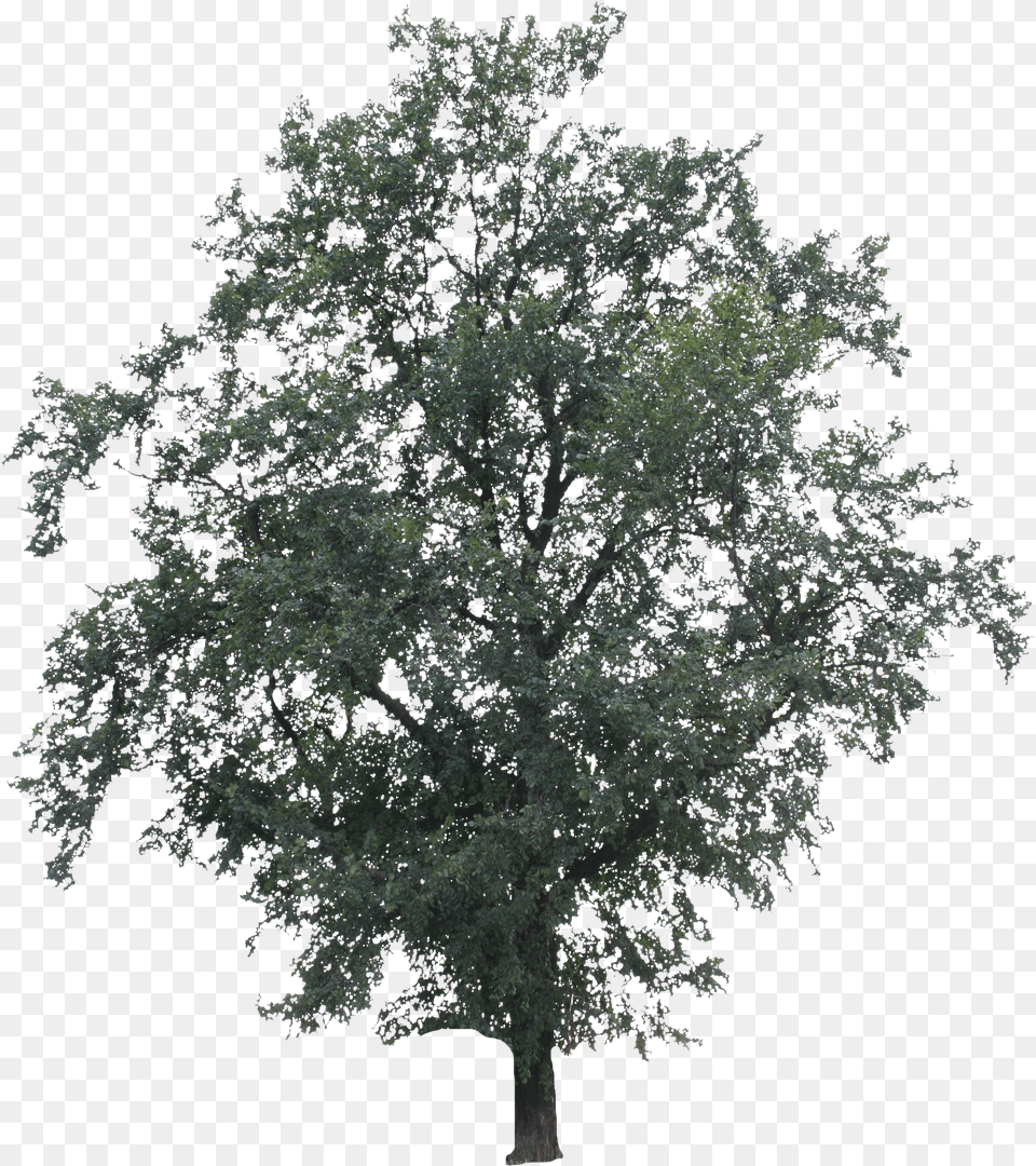 Big Tree Black N White Free Png