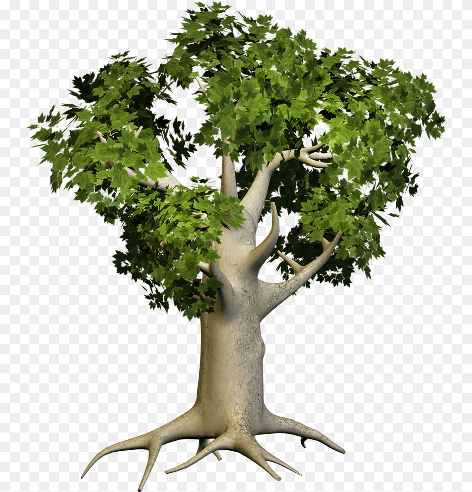 Big Tree Download Big Tree Hd, Plant, Tree Trunk, Potted Plant, Oak Free Png