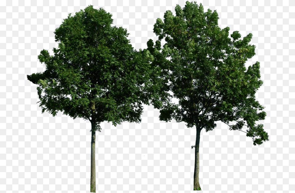 Big Tree File 6893 Kb Store Tree Download, Oak, Plant, Sycamore, Tree Trunk Free Transparent Png