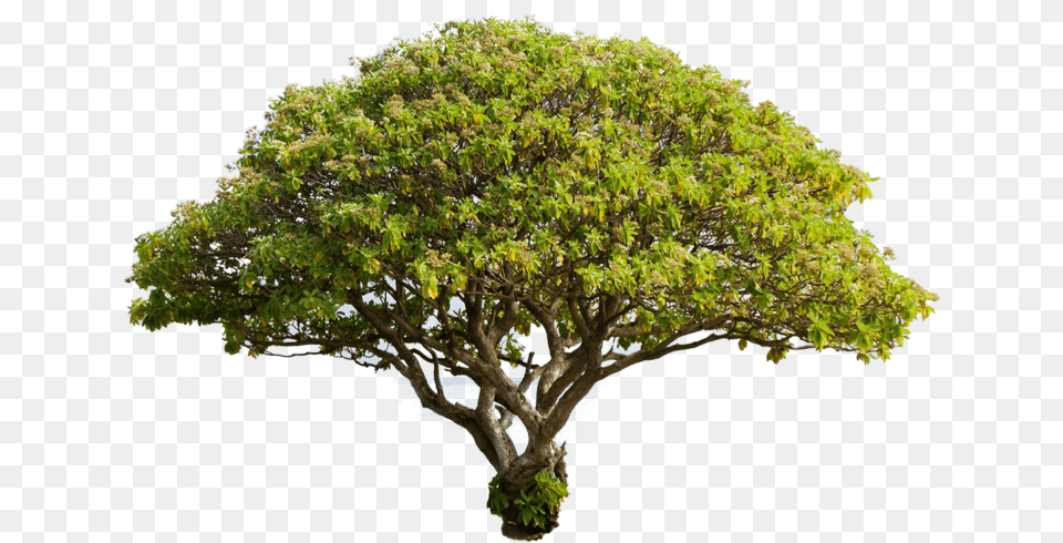 Big Tree Files In Big Tree, Oak, Plant, Potted Plant, Sycamore Free Transparent Png