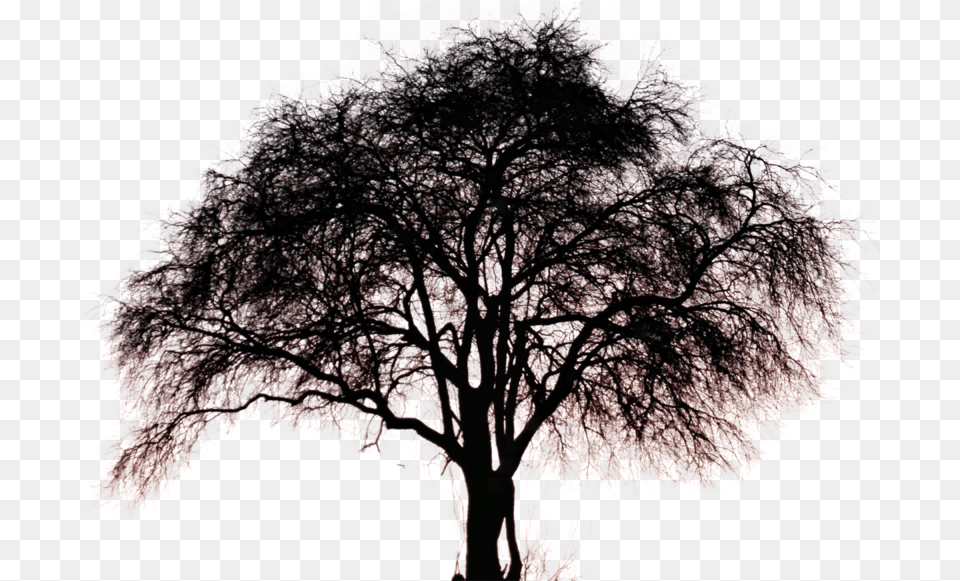Big Tree Files In Big Tree Silhouette, Plant, Person, Flower, Outdoors Free Png