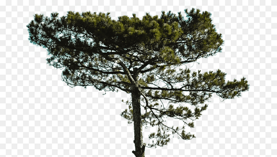 Big Tree Files In Big Tree Pine, Plant, Conifer, Fir, Tree Trunk Free Transparent Png