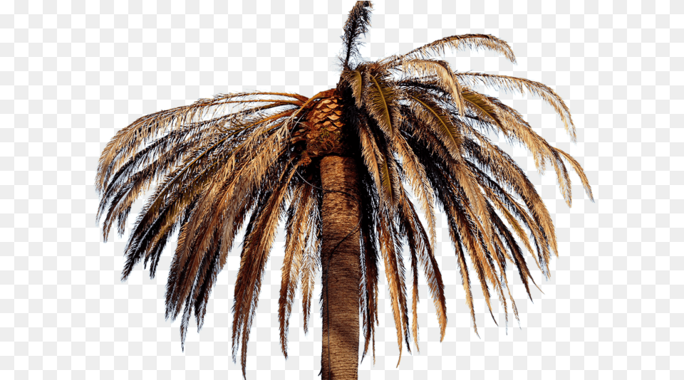 Big Tree Files In Papillon De Palmier, Palm Tree, Plant, Animal, Insect Free Png Download