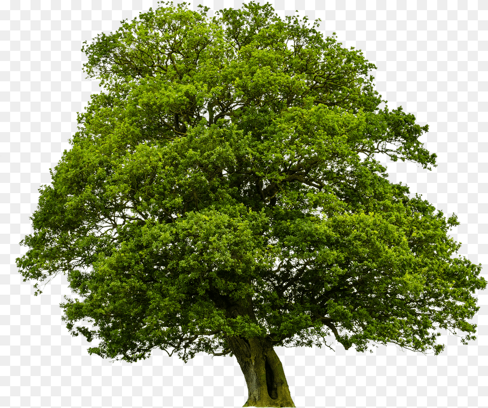 Big Tree Pictures V Oak Meaning In Hindi, Plant, Sycamore, Tree Trunk Png Image