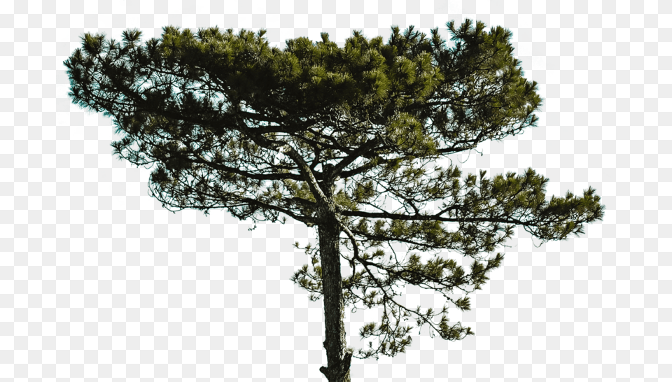 Big Tree Pine, Plant, Tree Trunk, Conifer, Fir Free Transparent Png