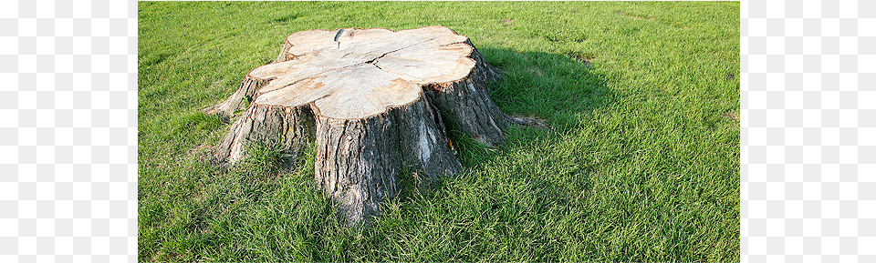 Big Tree Stump Tree Stumps, Plant, Tree Stump Png Image