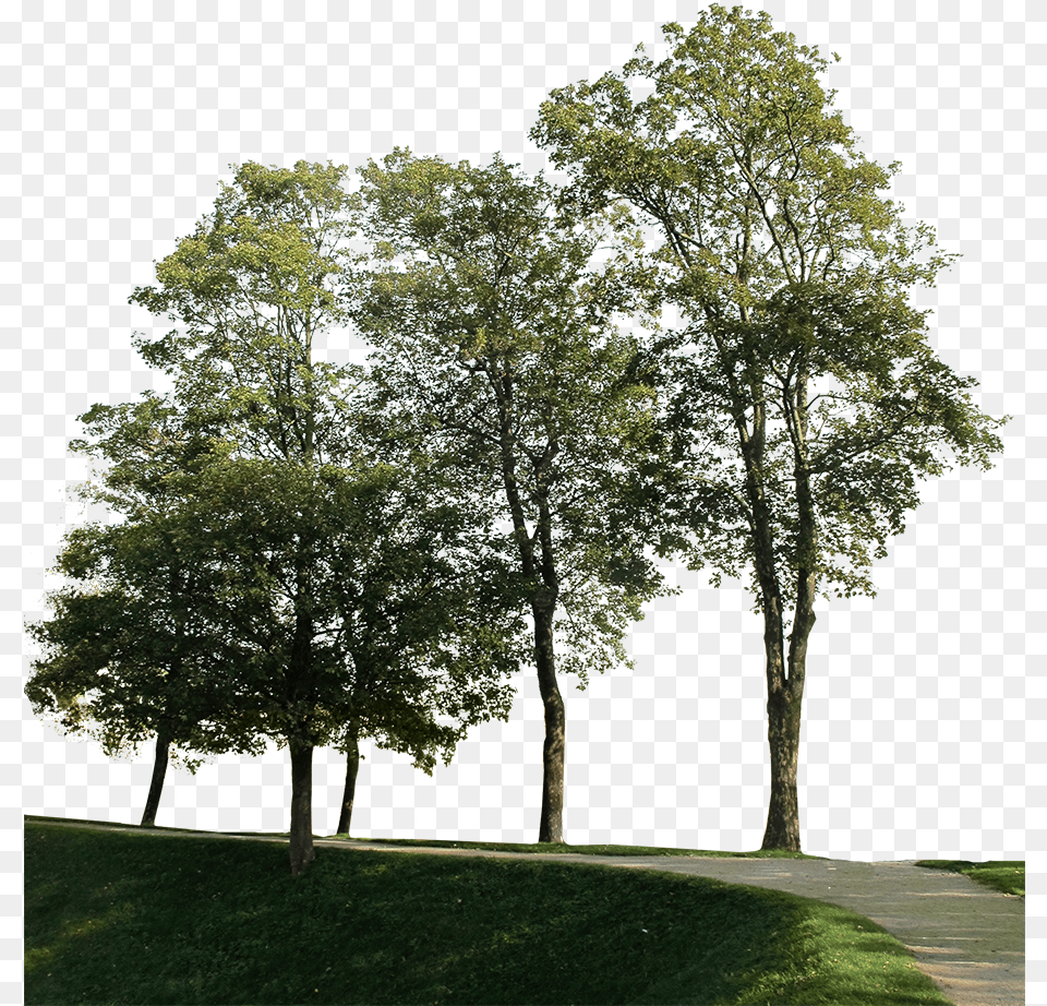 Big Trees Group 1 Group Of Trees Photoshop, Grass, Plant, Tree, Tree Trunk Png
