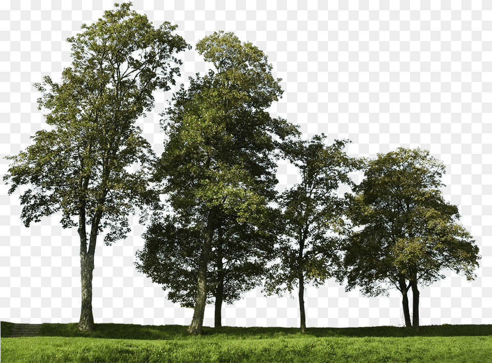 Big Trees Group 2 Background Trees Photoshop, Grass, Oak, Plant, Sycamore Free Transparent Png