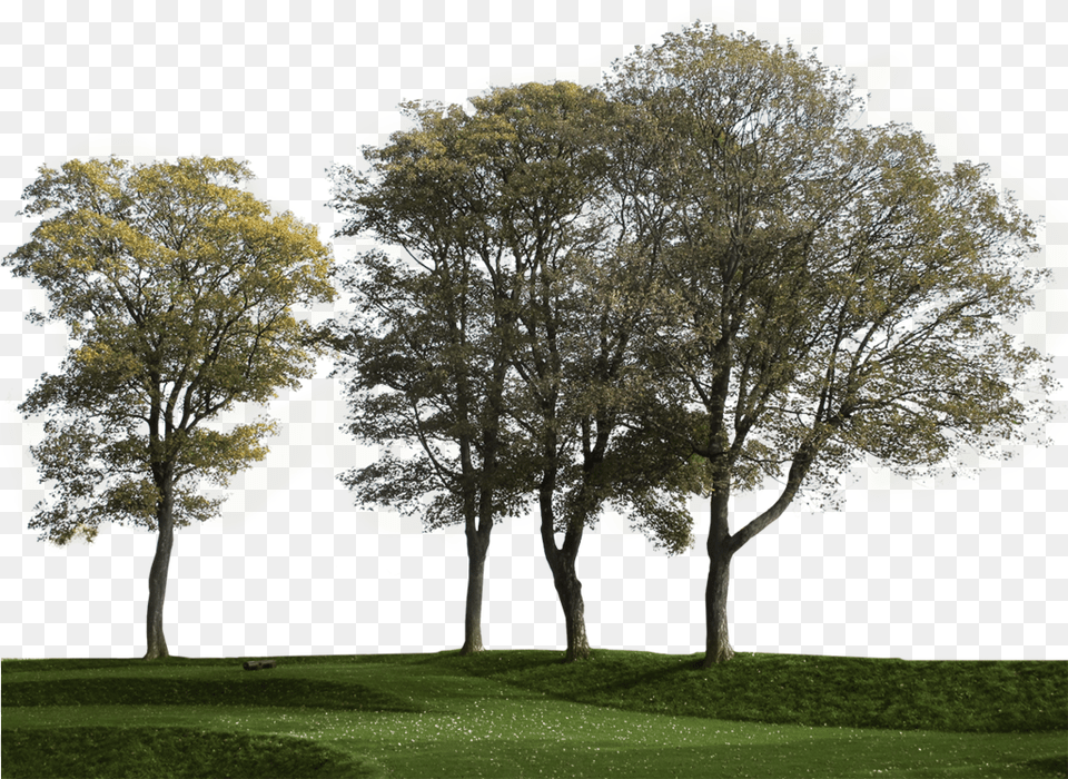 Big Trees Group 3 Cut Out Tree Group, Tree Trunk, Grass, Plant, Sycamore Free Png