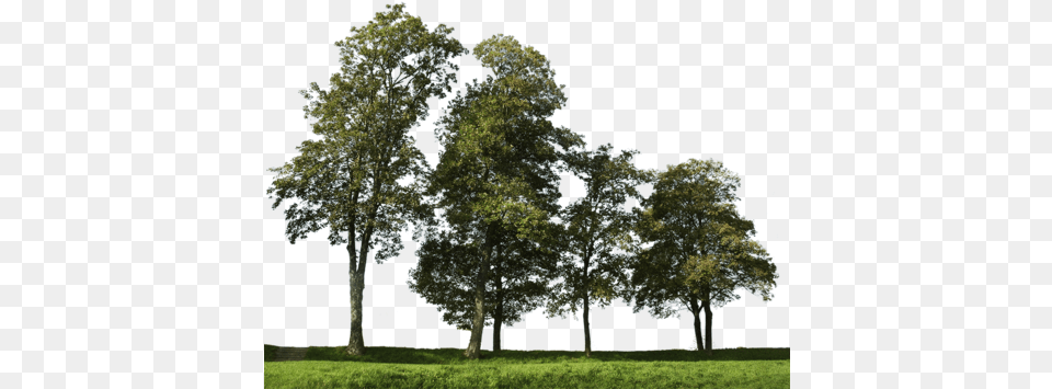 Big Trees Group Australian Trees Cut Out, Grass, Oak, Plant, Sycamore Png Image