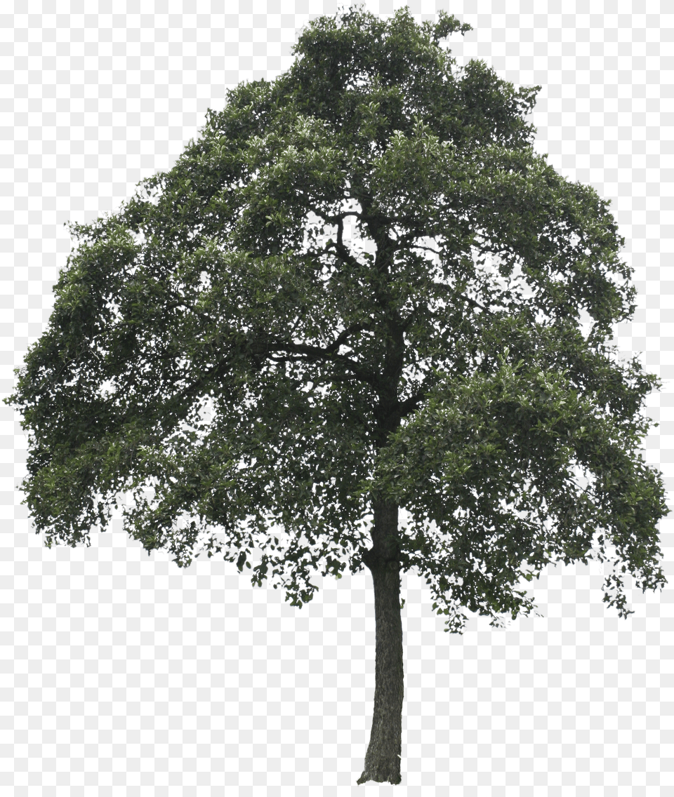 Big Trees Tree Free Png Download