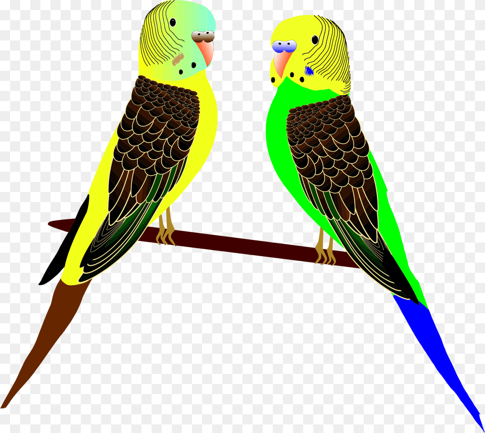 Big Vektor Burung Parkit, Animal, Bird, Parakeet, Parrot Png Image