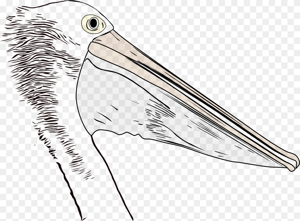 Big White Pelican, Animal, Beak, Bird, Blade Free Transparent Png