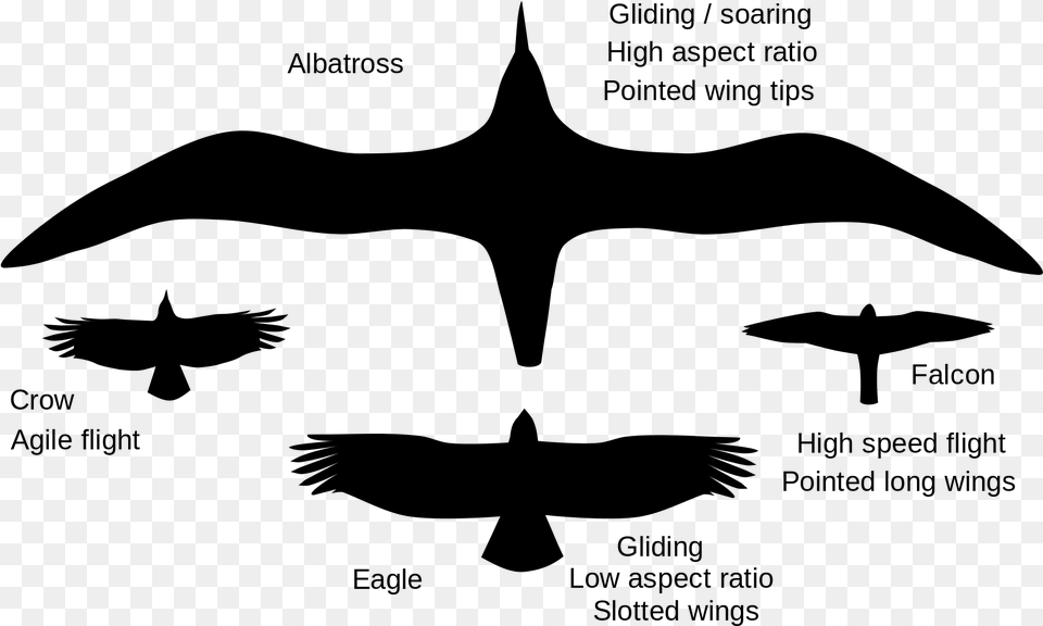 Big Would A Pegasus Wings Have, Gray Png