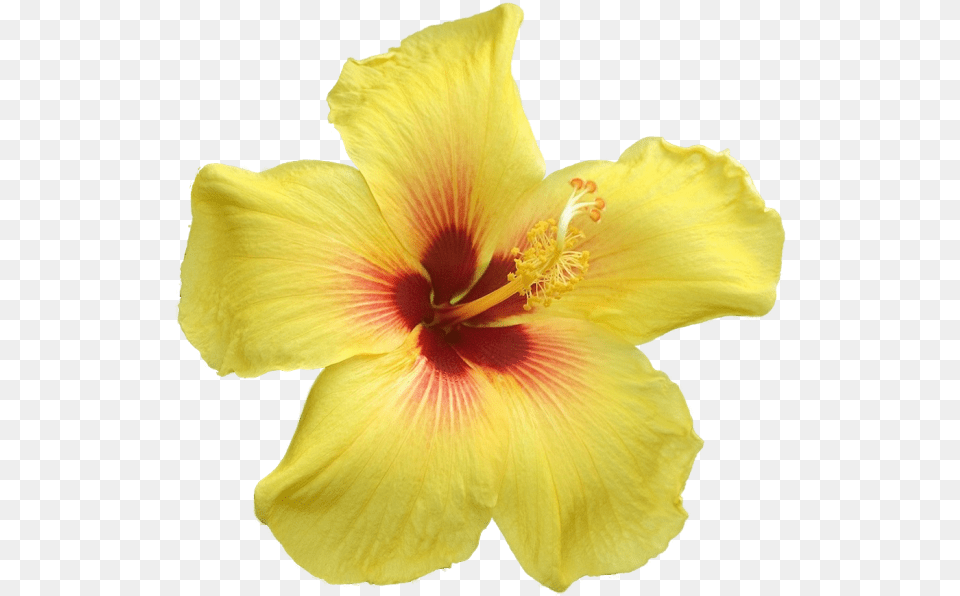 Big Yellow Flowers Yellow Flowers With Big Petals, Flower, Plant, Hibiscus, Rose Free Png
