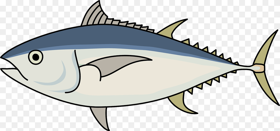 Bigeye Tuna Fish Clipart, Animal, Bonito, Sea Life, Shark Png Image