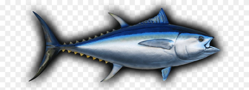 Bigeye Tuna Fish Mount Bigeye Tuna, Animal, Bonito, Sea Life, Shark Free Png Download