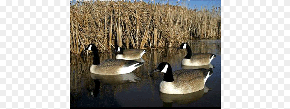 Bigfoot Floating Canada Goose Decoy Pack Of Floating Goose Decoys, Animal, Bird, Waterfowl, Anseriformes Png