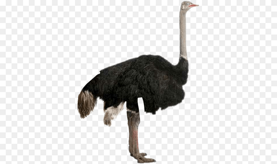Bigger Emu Or Ostrich, Animal, Bird, Kangaroo, Mammal Png