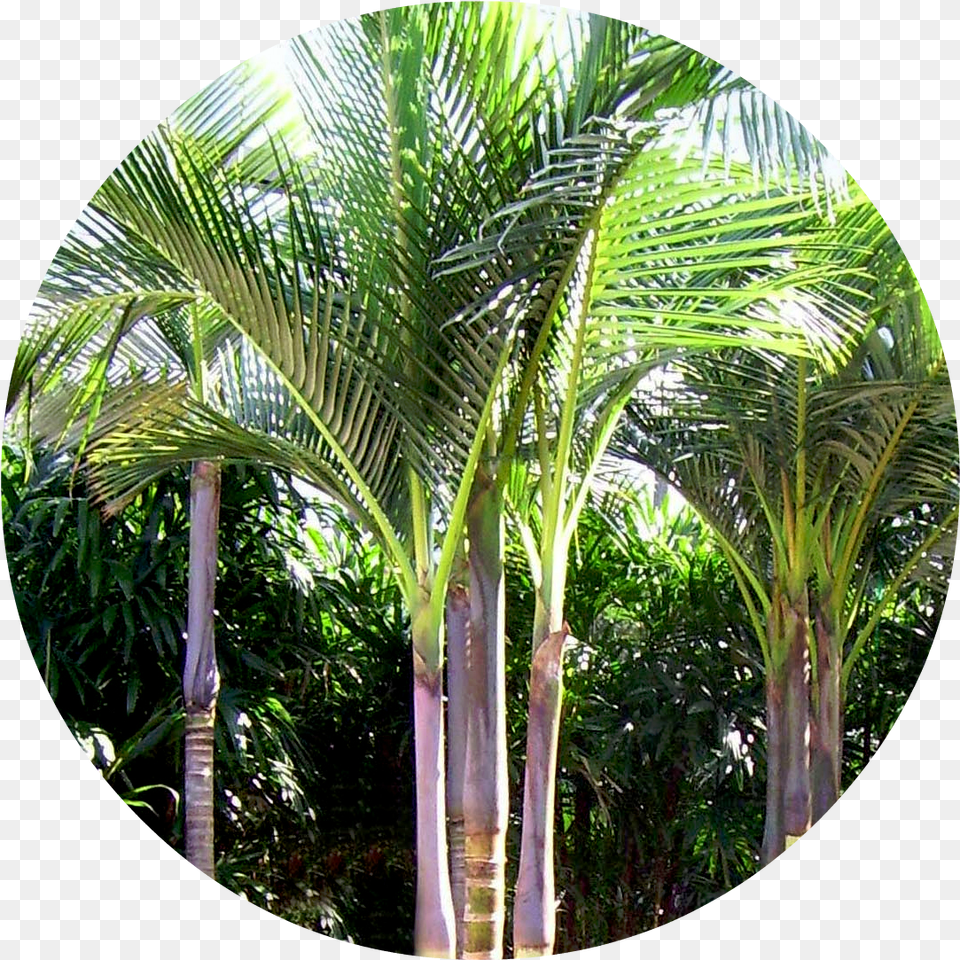 Biggiecheese Type Of Palm Tree, Photography, Plant, Palm Tree, Vegetation Free Png Download